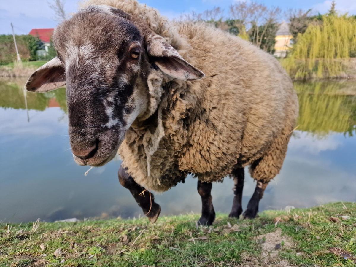 Intertranscoop Lake House Vámosszabadi Kültér fotó